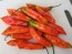 Hot Pepper 'Ghostly Jalapeno' Seeds (Certified Organic)