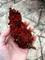 Staghorn Sumac Seeds (Certified Organic)