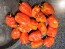 Hot Pepper ‘Tobago’ Seeds (Certified Organic)