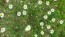 German Chamomile Seeds (Certified Organic)