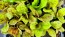Lettuce 'Freckles' Seeds (Certified Organic)