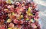 Lettuce 'Valentine Mix' Seeds (Certified Organic)