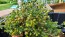 Pineapple Chamomile (Pineappleweed) Seeds (Certified Organic)