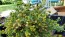 Pineapple Chamomile (Pineappleweed) Seeds (Certified Organic)