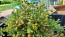 Pineapple Chamomile (Pineappleweed) Seeds (Certified Organic)