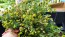 Pineapple Chamomile (Pineappleweed) Seeds (Certified Organic)