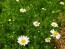 German Chamomile Seeds (Certified Organic)