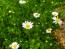 German Chamomile Seeds (Certified Organic)