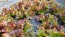 Lettuce 'New Red Fire' Seeds (Certified Organic)