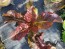 Lettuce 'Lolla Rossa' Seeds (Certified Organic)