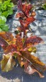 Lettuce 'Lolla Rossa' Seeds (Certified Organic)