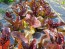 Lettuce 'Red Romaine' Seeds (Certified Organic)
