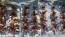 Lettuce 'Red Romaine' Seeds (Certified Organic)