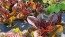 Lettuce 'Red Romaine' Seeds (Certified Organic)