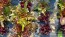 Lettuce 'Valentine Mix' Seeds (Certified Organic)