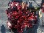 Lettuce 'Valentine Mix' Seeds (Certified Organic)