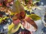 Lettuce 'Valentine Mix' Seeds (Certified Organic)