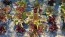 Lettuce 'Valentine Mix' Seeds (Certified Organic)