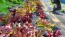 Lettuce 'Valentine Mix' Seeds (Certified Organic)
