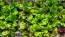 Lettuce 'Freckles' Seeds (Certified Organic)