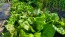 Lettuce 'Freckles' Seeds (Certified Organic)