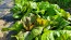 Lettuce 'Freckles' Seeds (Certified Organic)