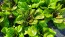 Lettuce 'Freckles' Seeds (Certified Organic)