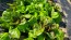 Lettuce 'Freckles' Seeds (Certified Organic)