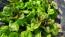 Lettuce 'Freckles' Seeds (Certified Organic)