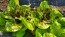 Lettuce 'Freckles' Seeds (Certified Organic)