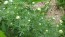 German Chamomile Seeds (Certified Organic)