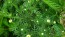 German Chamomile Seeds (Certified Organic)