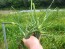 Garlic Scapes