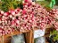 French Breakfast Radishes