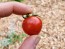 Tomato 'Goodhearted' Seeds (Certified Organic)