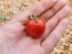 Tomato 'Goodhearted' Seeds (Certified Organic)