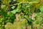 Grape 'Niagara' Seeds (Certified Organic)