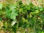 Grape 'Niagara' Seeds (Certified Organic)