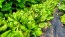Lettuce 'Freckles' Seeds (Certified Organic)