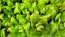 Lettuce 'Freckles' Seeds (Certified Organic)