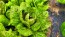 Lettuce 'Freckles' Seeds (Certified Organic)