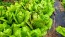Lettuce 'Freckles' Seeds (Certified Organic)