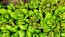 Lettuce 'Freckles' Seeds (Certified Organic)