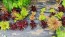 Lettuce 'Valentine Mix' Seeds (Certified Organic)