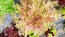Lettuce 'Valentine Mix' Seeds (Certified Organic)