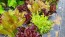 Lettuce 'Valentine Mix' Seeds (Certified Organic)