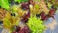 Lettuce 'Valentine Mix' Seeds (Certified Organic)