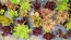 Lettuce 'Valentine Mix' Seeds (Certified Organic)