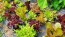 Lettuce 'Valentine Mix' Seeds (Certified Organic)