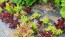 Lettuce 'Valentine Mix' Seeds (Certified Organic)